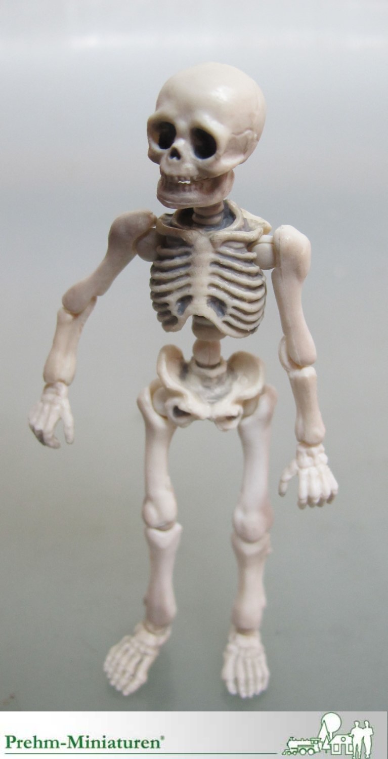 Art. Nr. 550207 - Skelett - Mensch